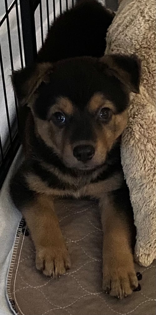 LAGOON - Unknown available for adoption