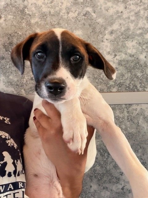 CHEESE - Unknown available for adoption