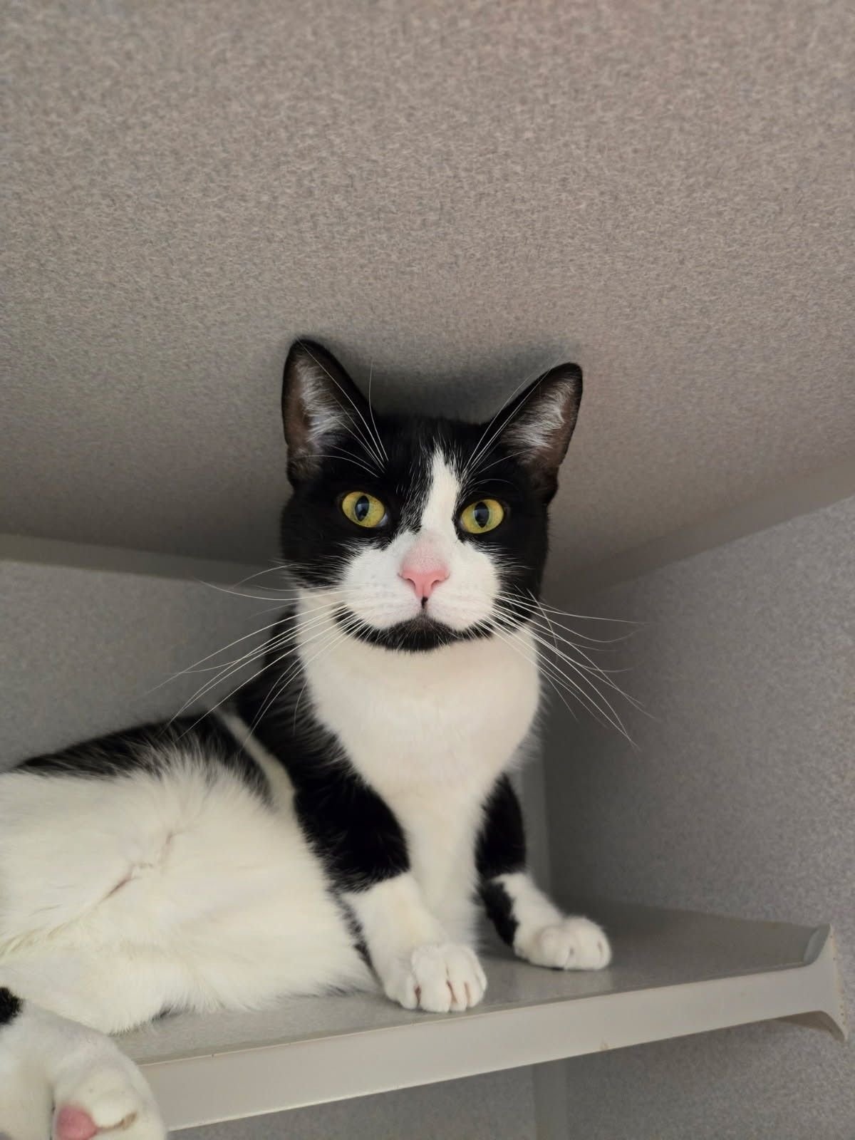 BRUISER - Unknown available for adoption