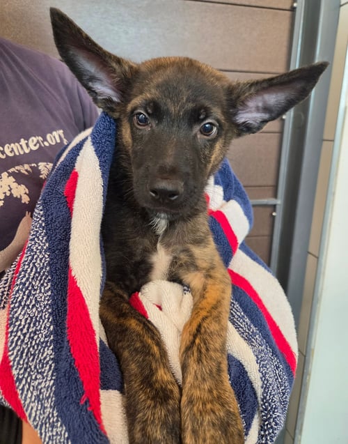 TYLER - Unknown available for adoption