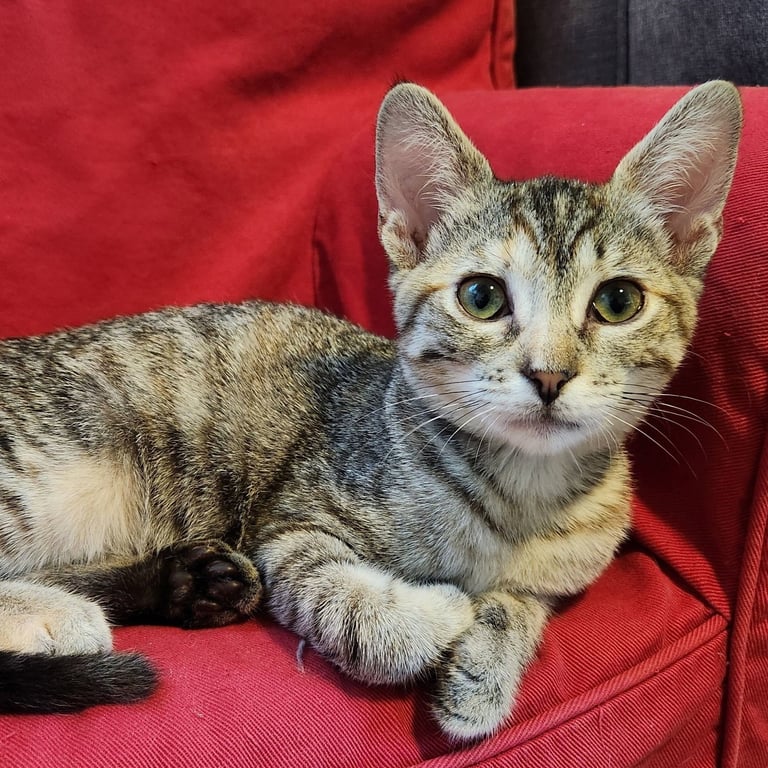 Miso Image
