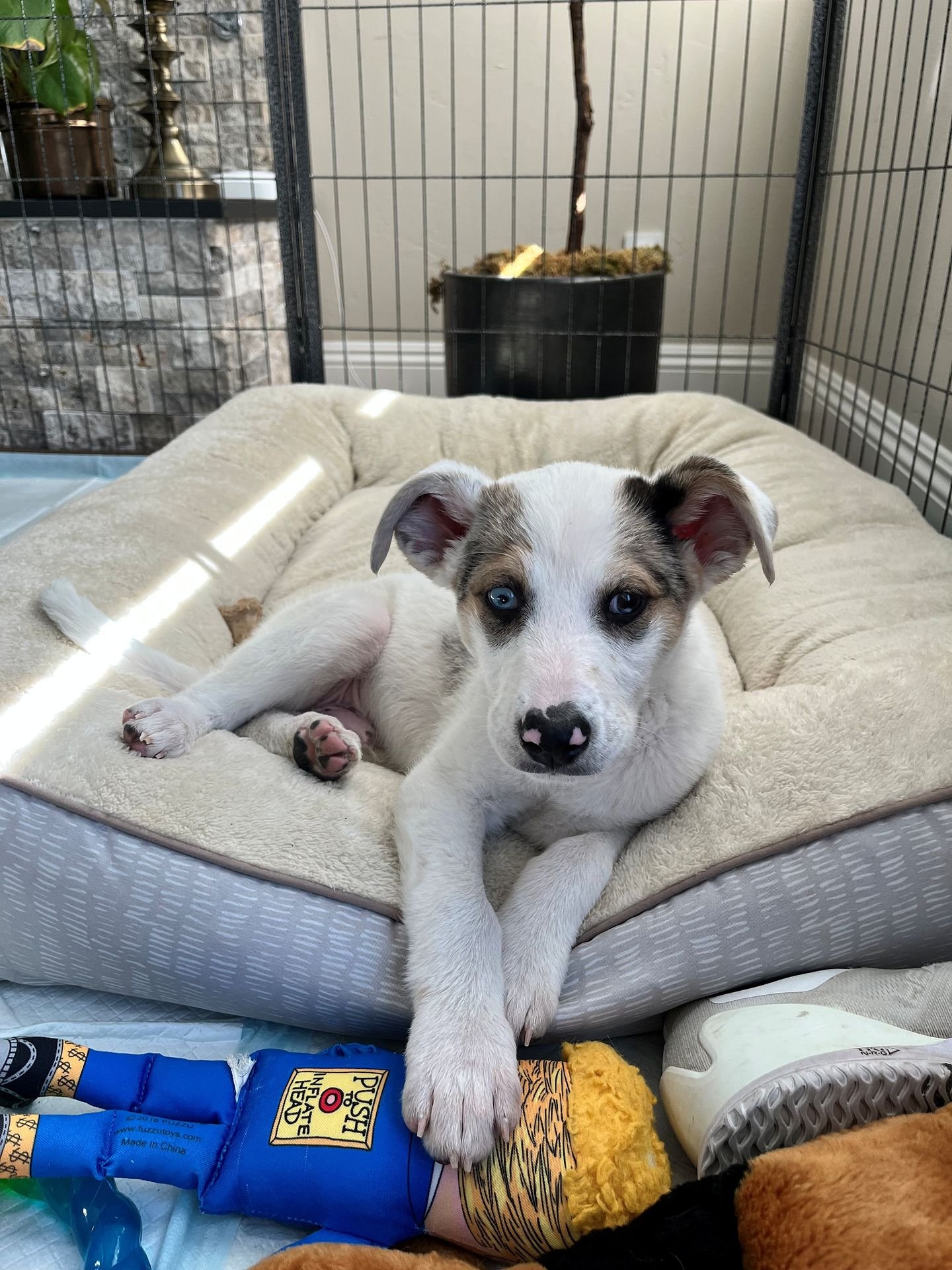 PARKER - Unknown available for adoption