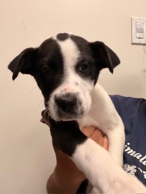 CELLO - Unknown available for adoption