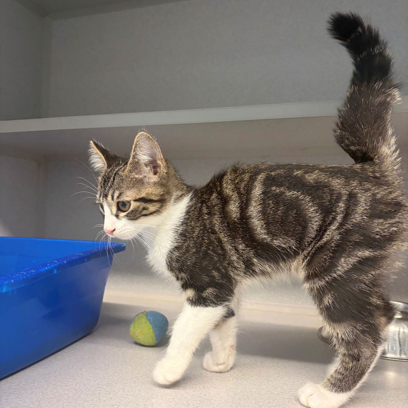 THUMPER - Unknown available for adoption