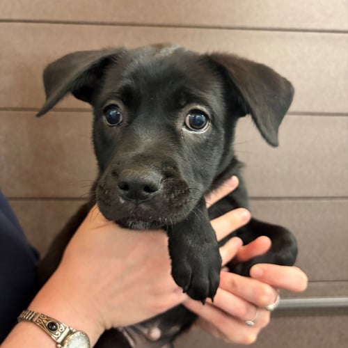NELLY - Unknown available for adoption