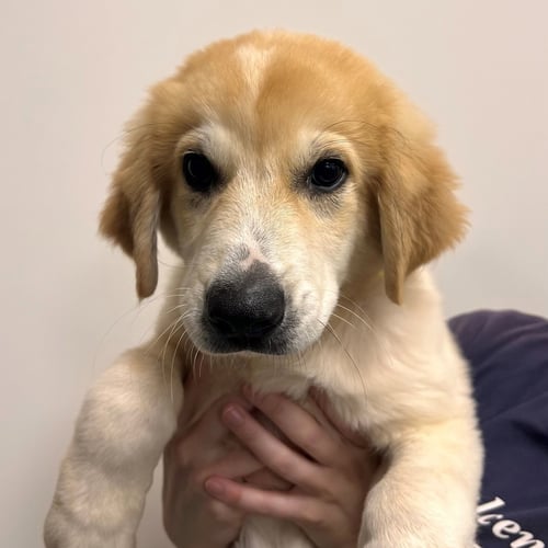 CHANDLER - Unknown available for adoption
