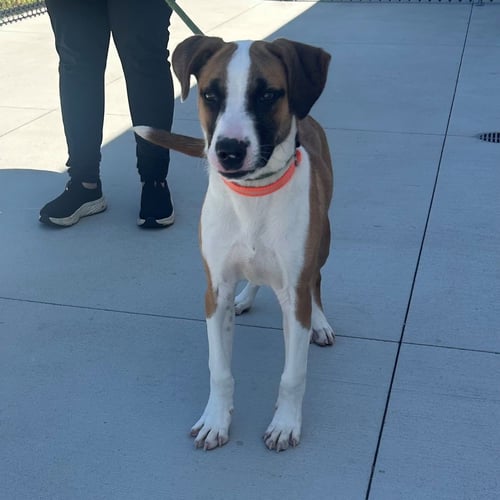 SAUSAGE - Unknown available for adoption