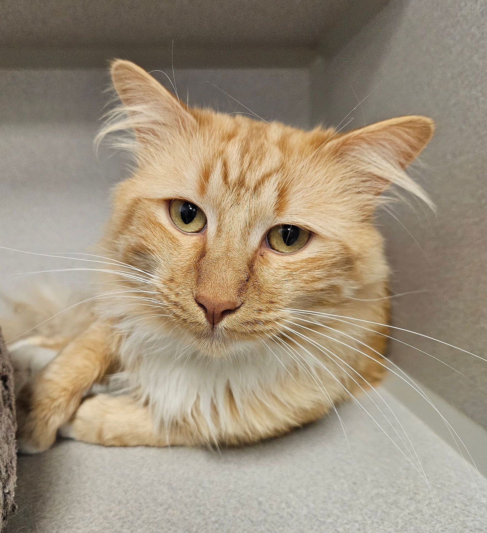 NACHO - Unknown available for adoption