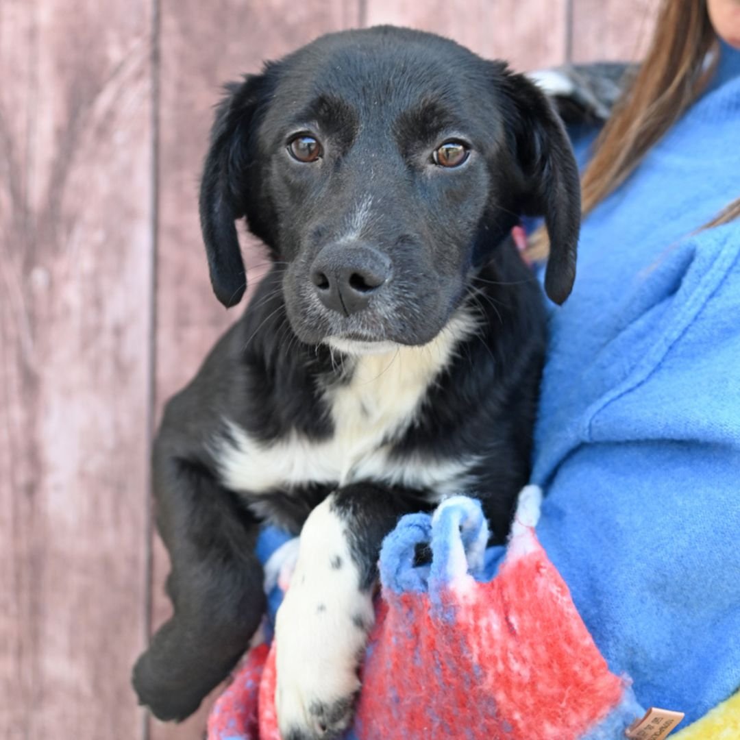 BUBBLES - Unknown available for adoption