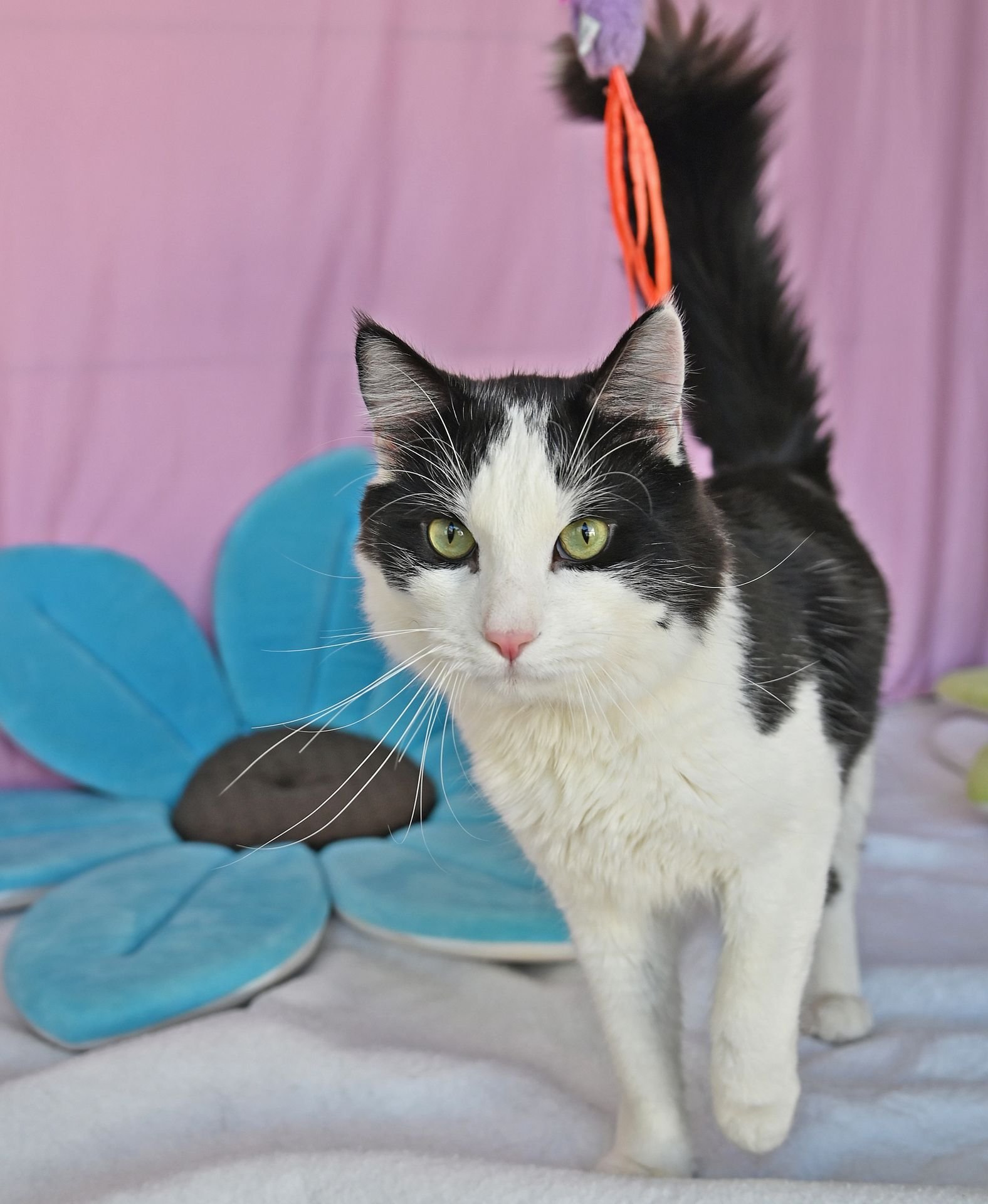 MUSHU - Unknown available for adoption