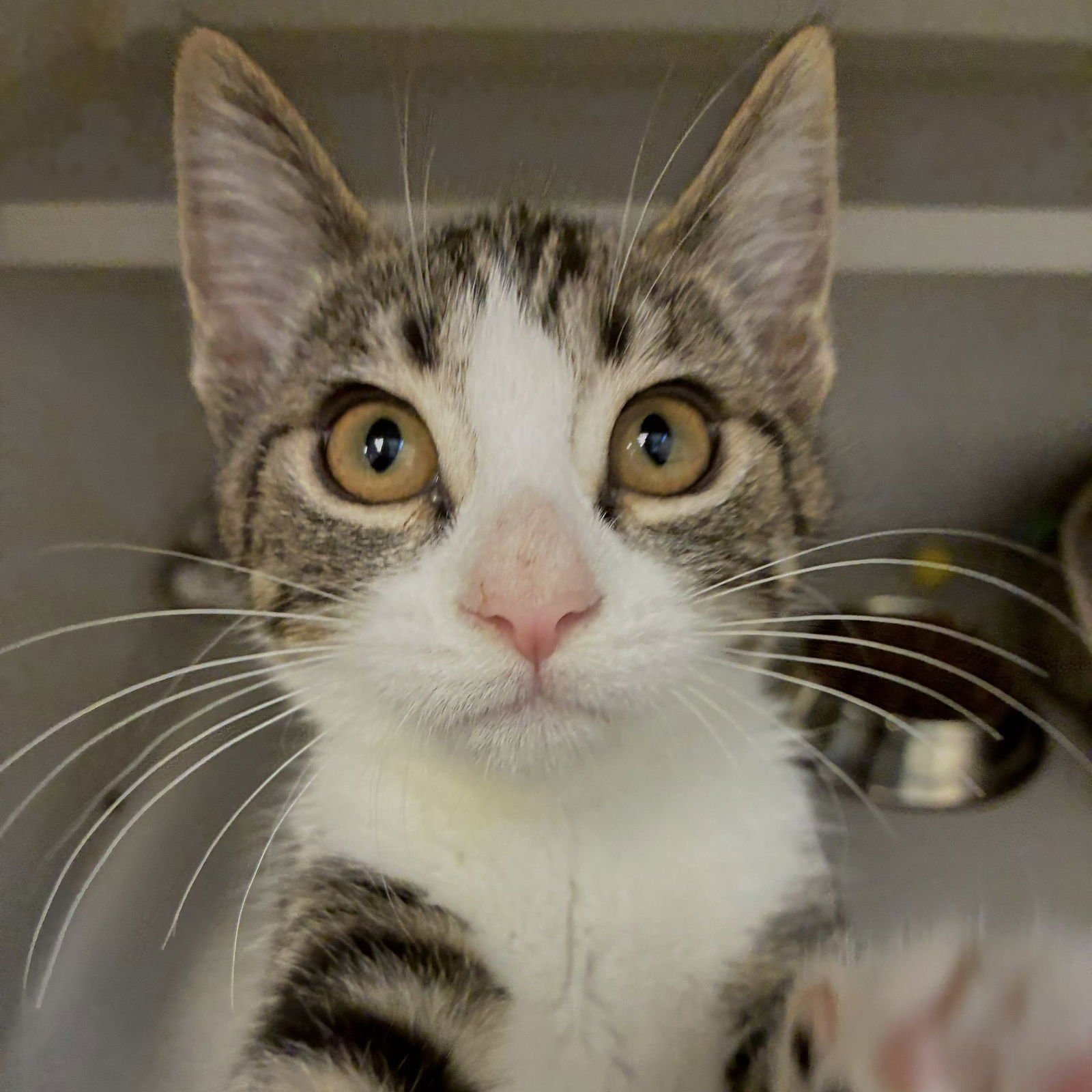 MINNIE - Unknown available for adoption