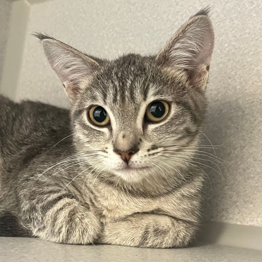 SADIE - Unknown available for adoption