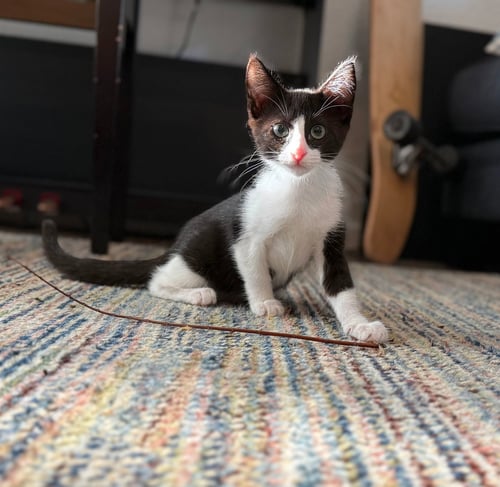 BIRD - Unknown available for adoption