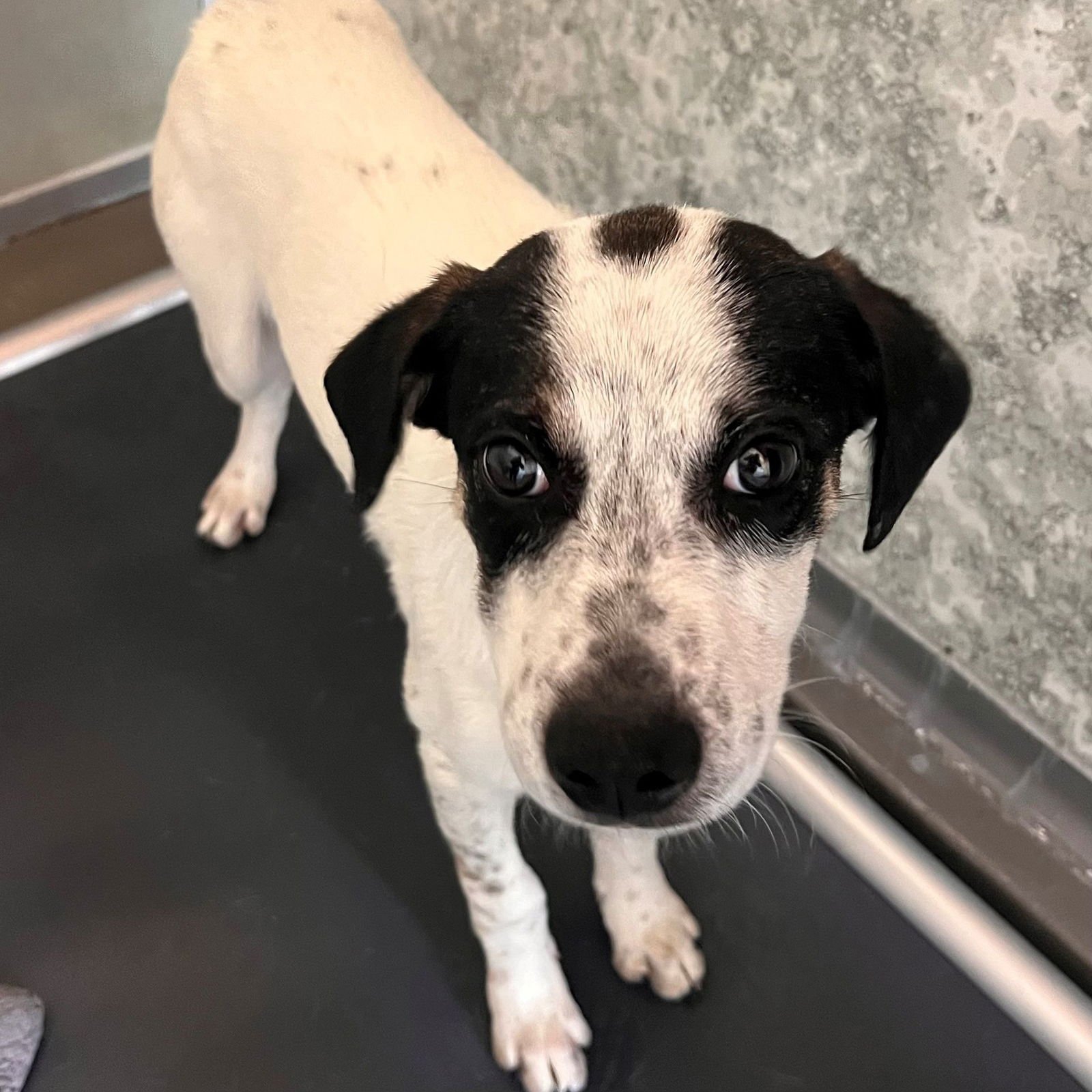 FELIZ - Unknown available for adoption