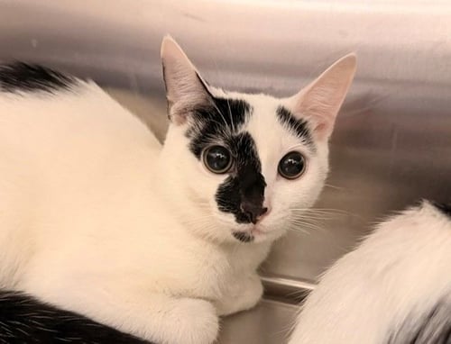 PUFFS - Unknown available for adoption