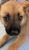 HENDRIX - Unknown available for adoption