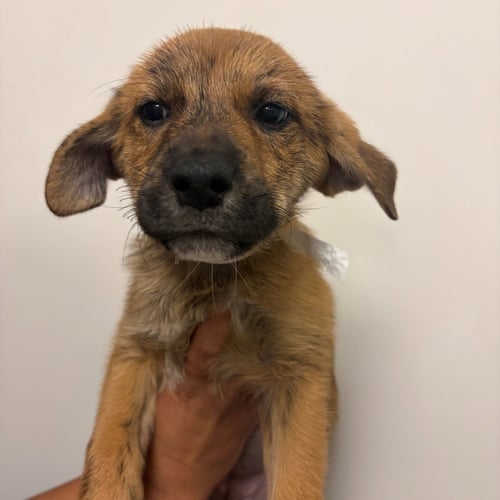 BEANS - Unknown available for adoption