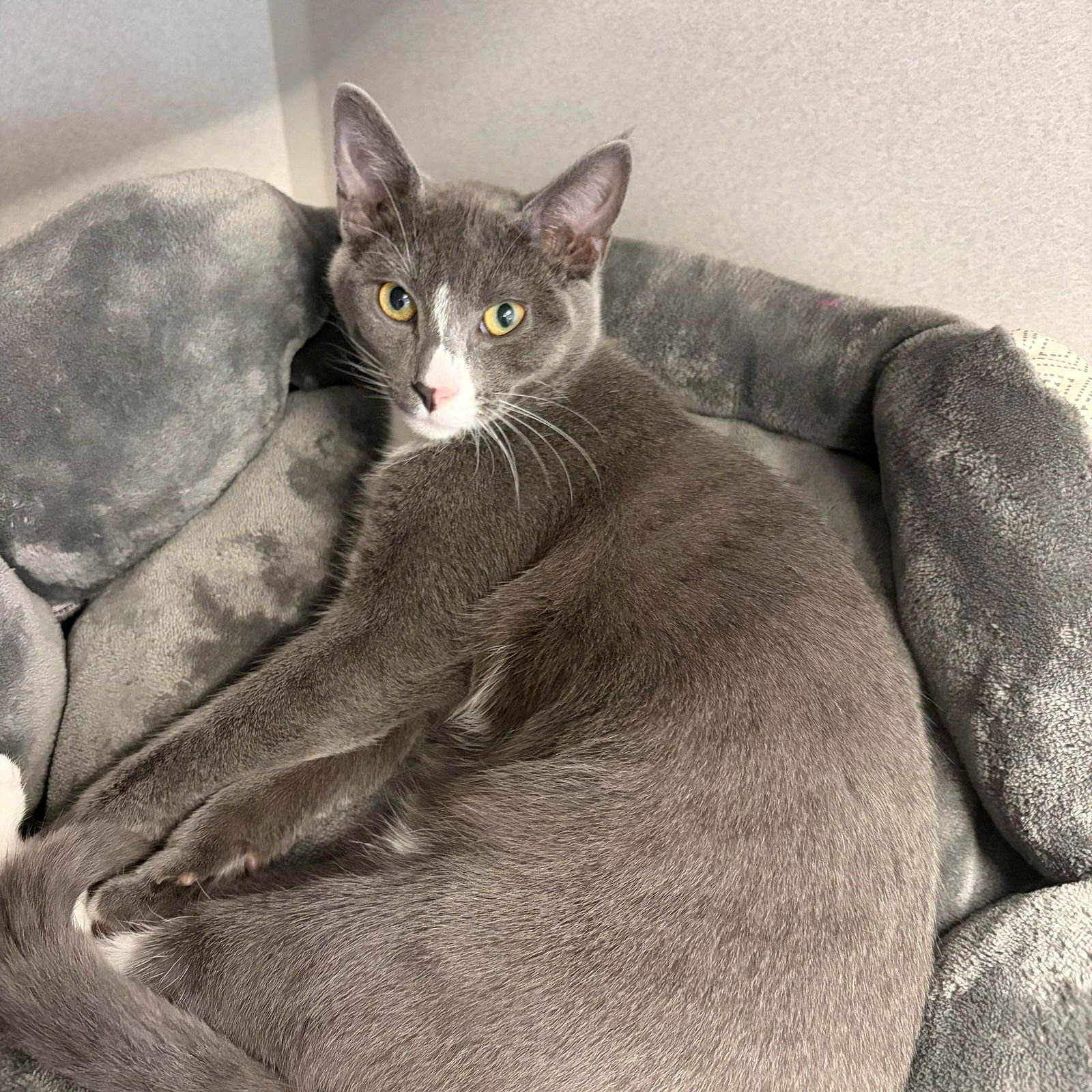 TURBO - Unknown available for adoption