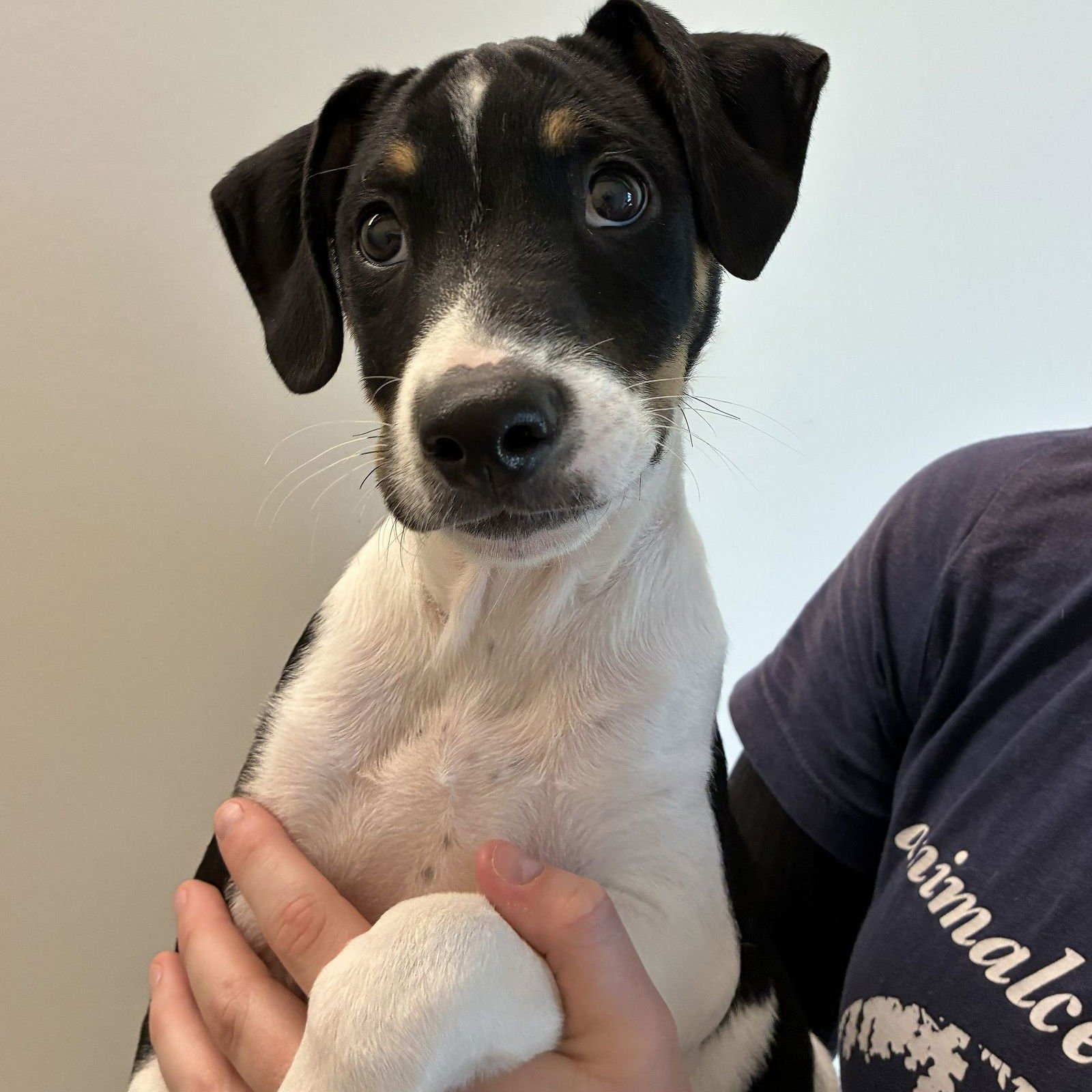 PEPPERONI - Unknown available for adoption