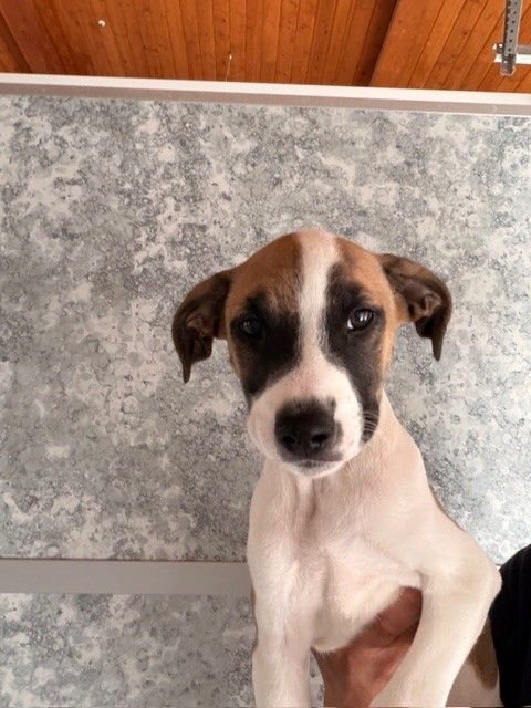 BACON - Unknown available for adoption