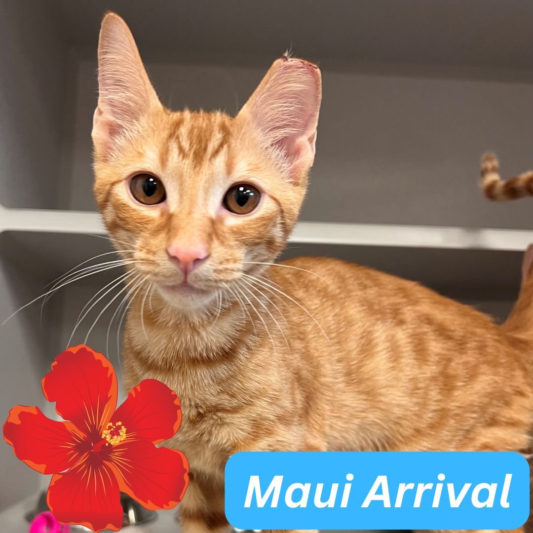 TURF - Unknown available for adoption