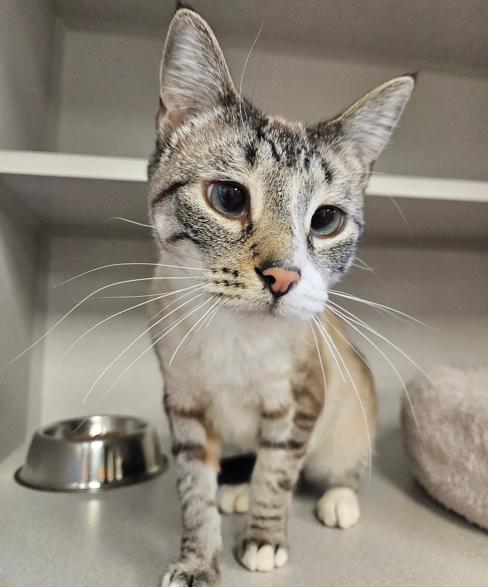 COCO - Unknown available for adoption