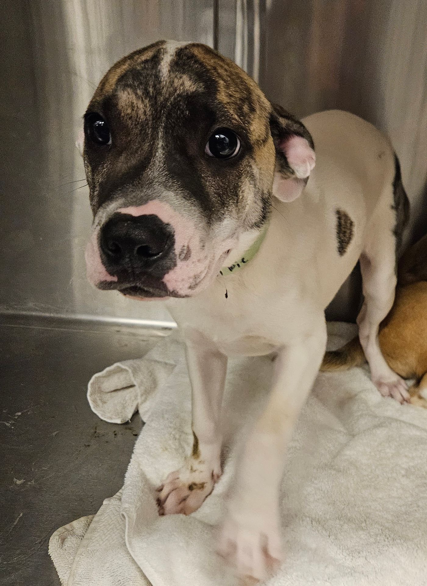 PECAN PIE - Unknown available for adoption