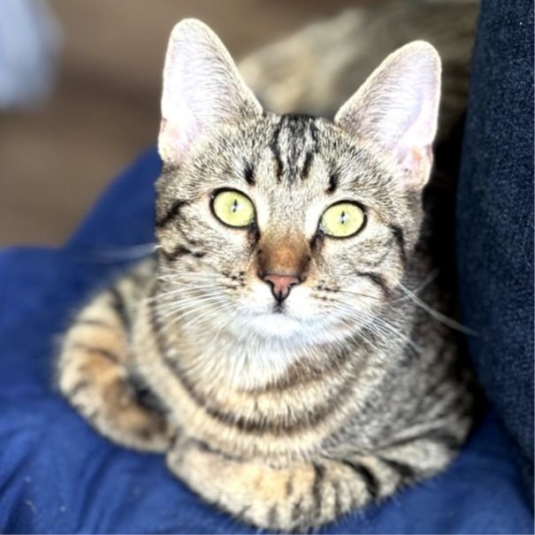 TIE - Unknown available for adoption