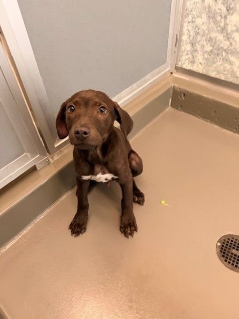 QUID - Unknown available for adoption