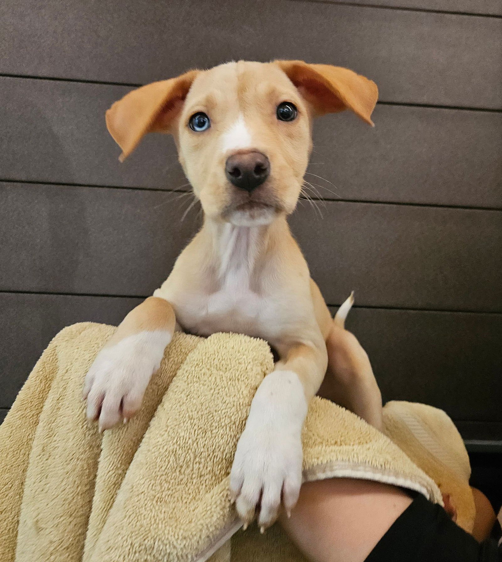 GARLIC - Unknown available for adoption