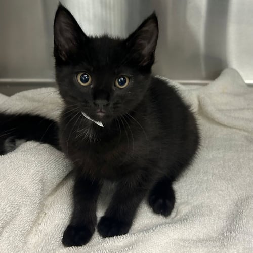 SHIP - Unknown available for adoption