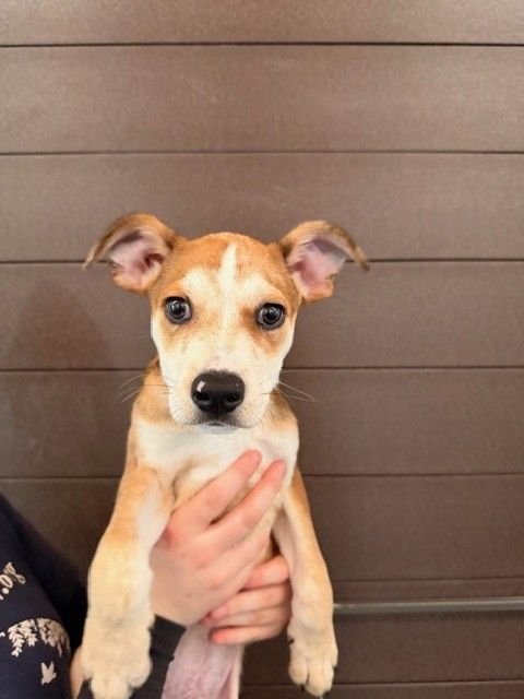 ECLAIR - Unknown available for adoption