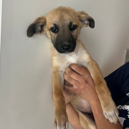 PARIS - Unknown available for adoption