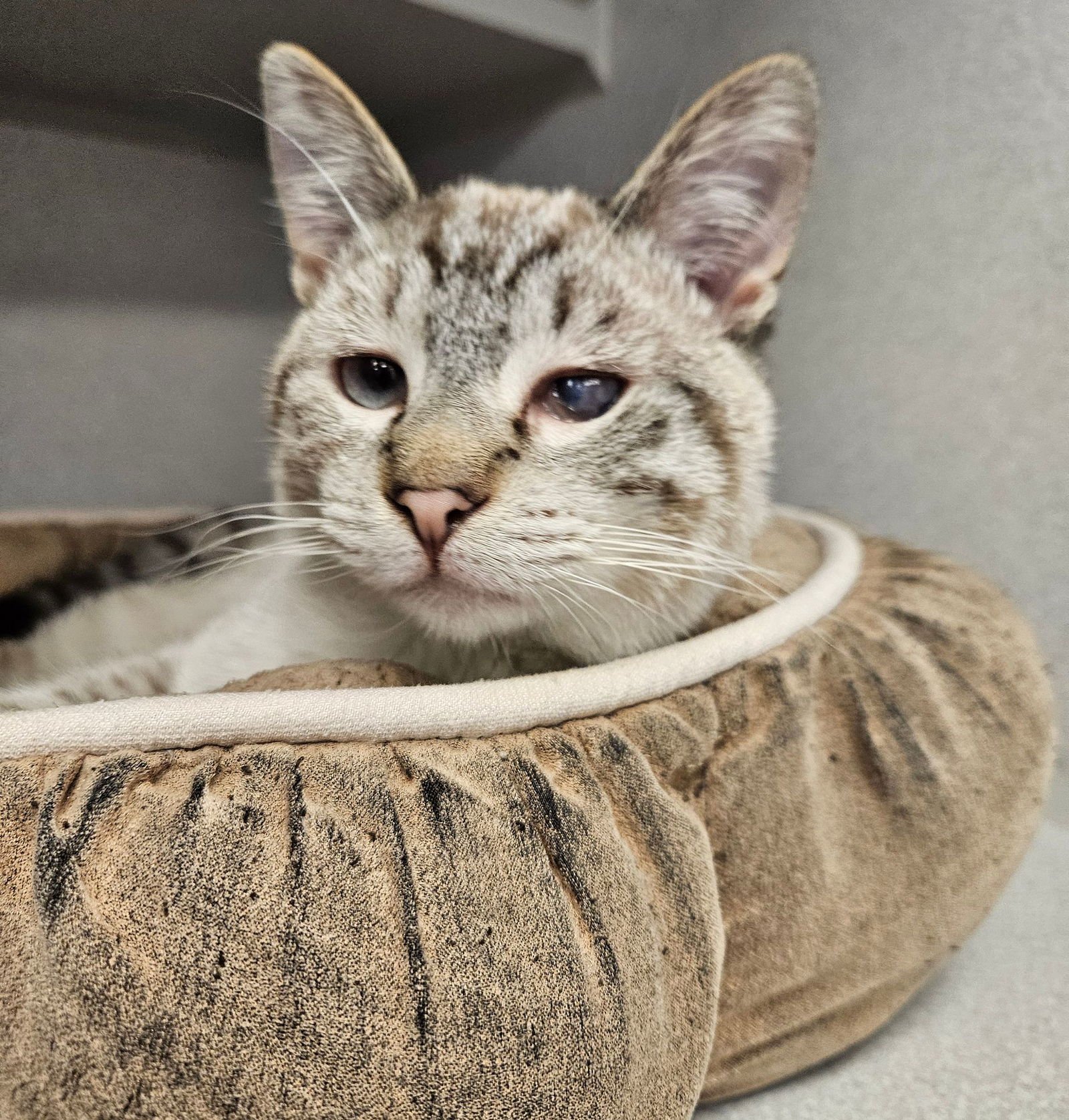 ZACK - Unknown available for adoption