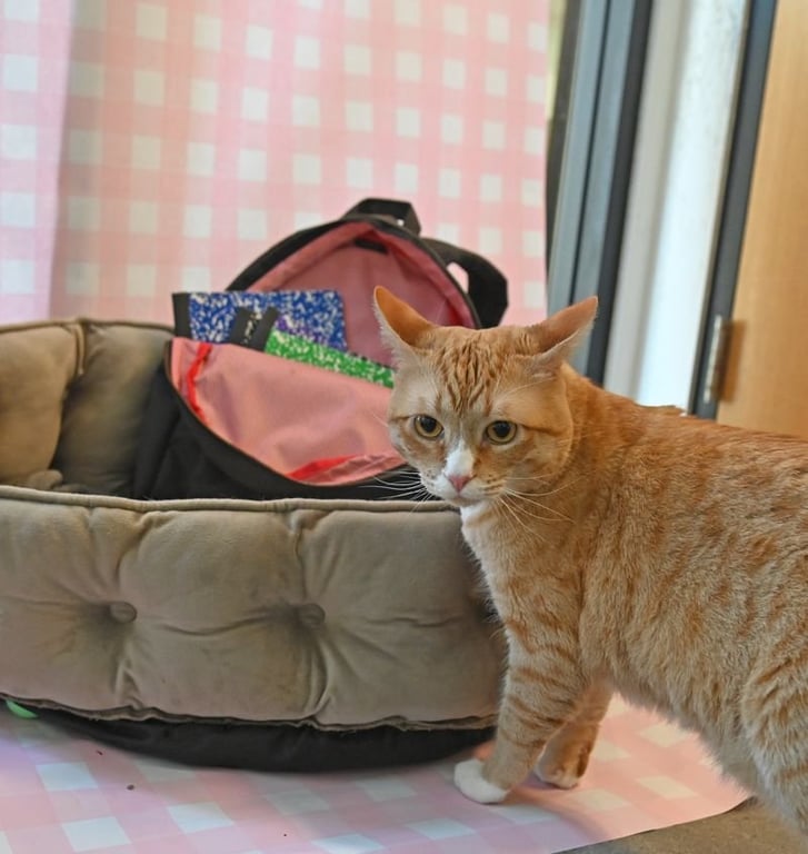 Backpack Image