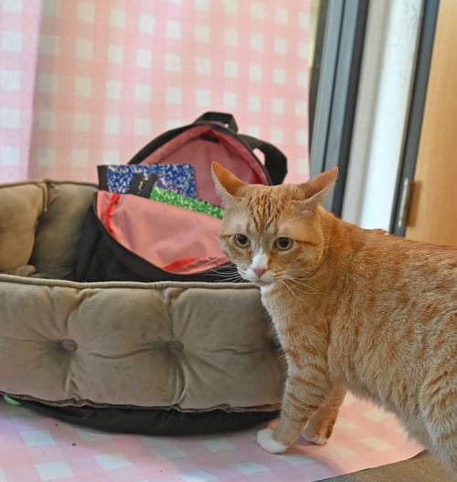 BACKPACK - Unknown available for adoption