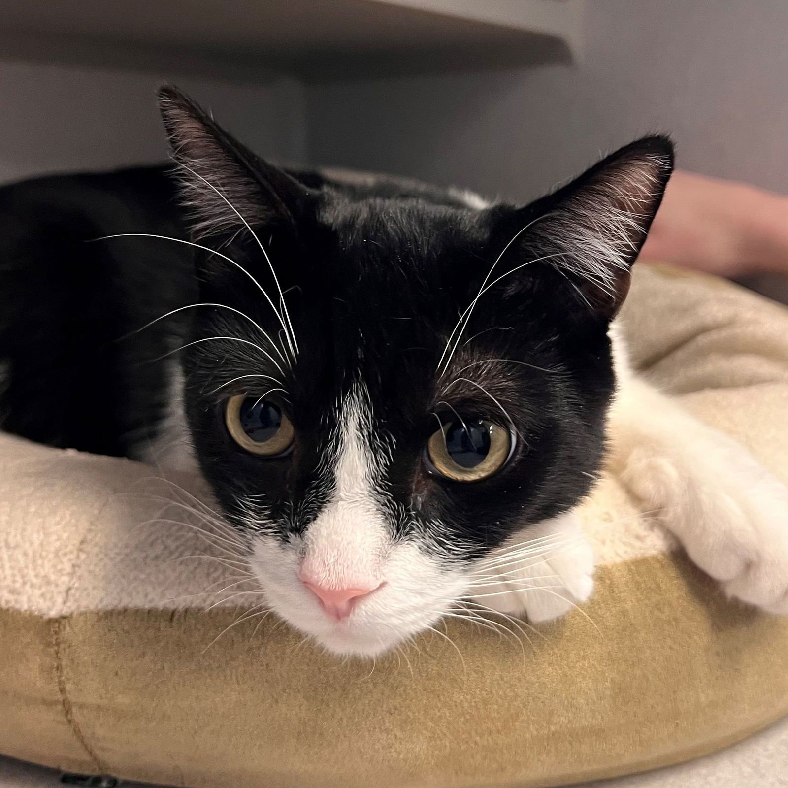 DAVID - Unknown available for adoption