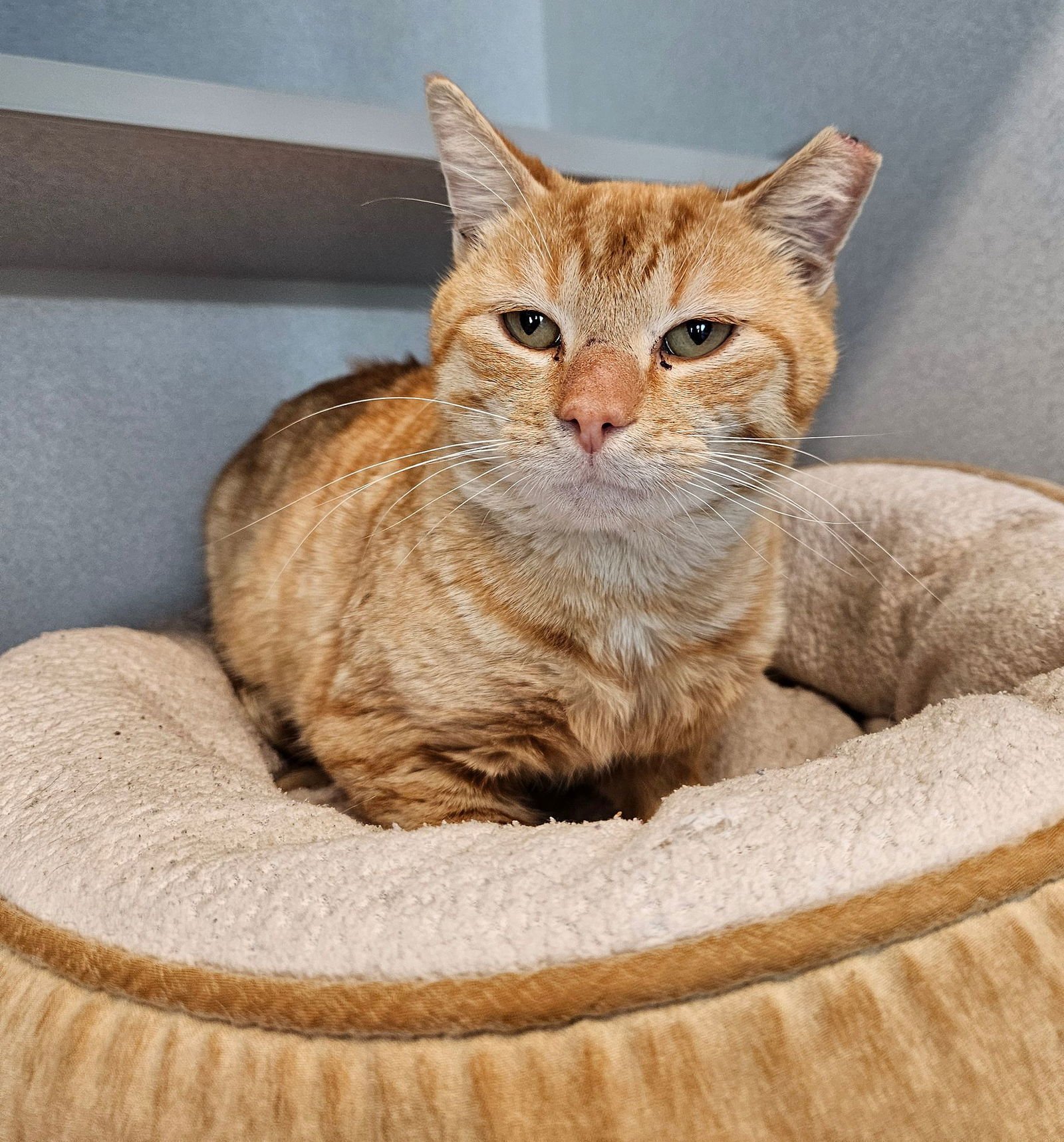 BART - Unknown available for adoption