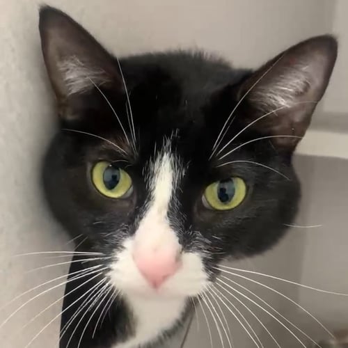 GUMDROP - Unknown available for adoption