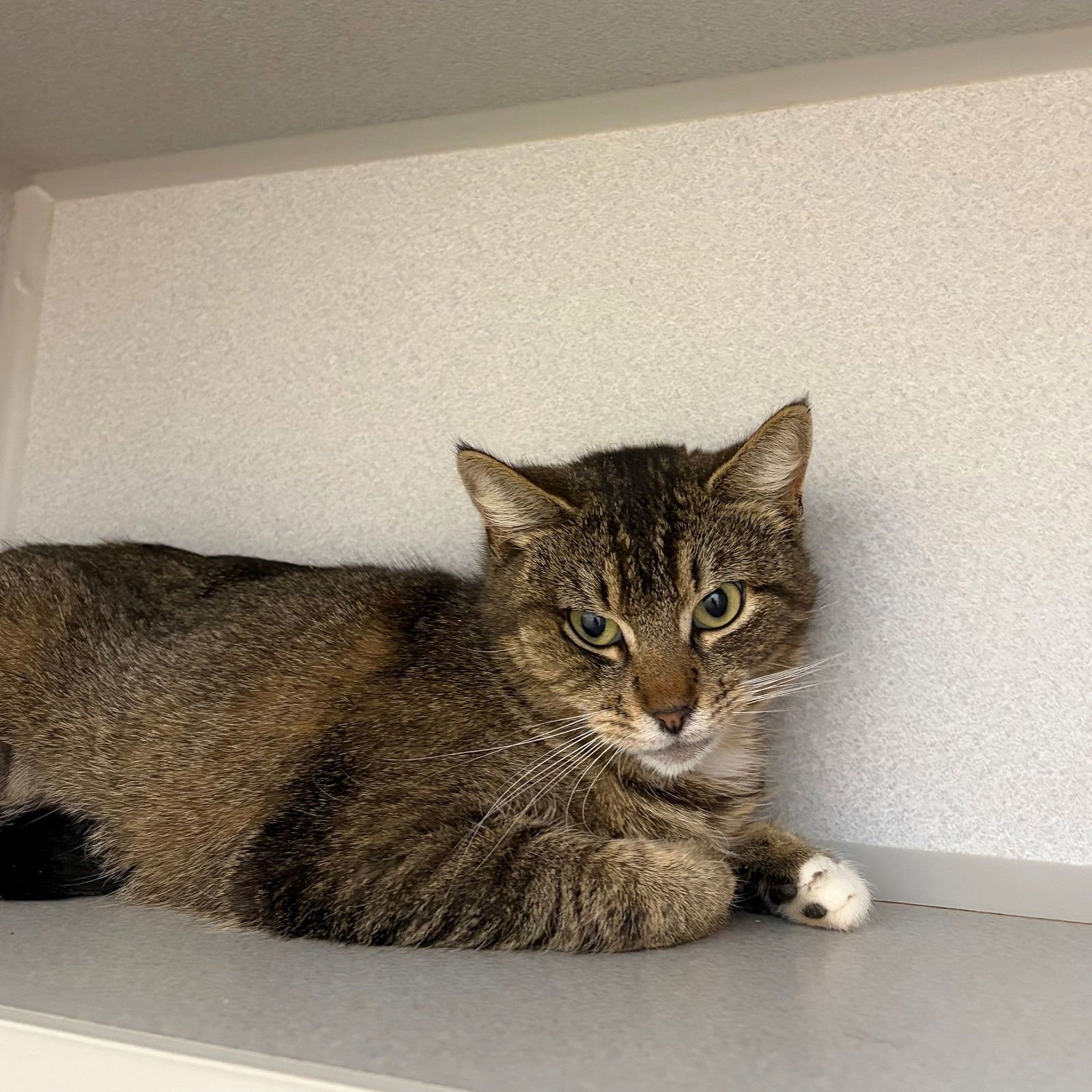 FIONA - Unknown available for adoption