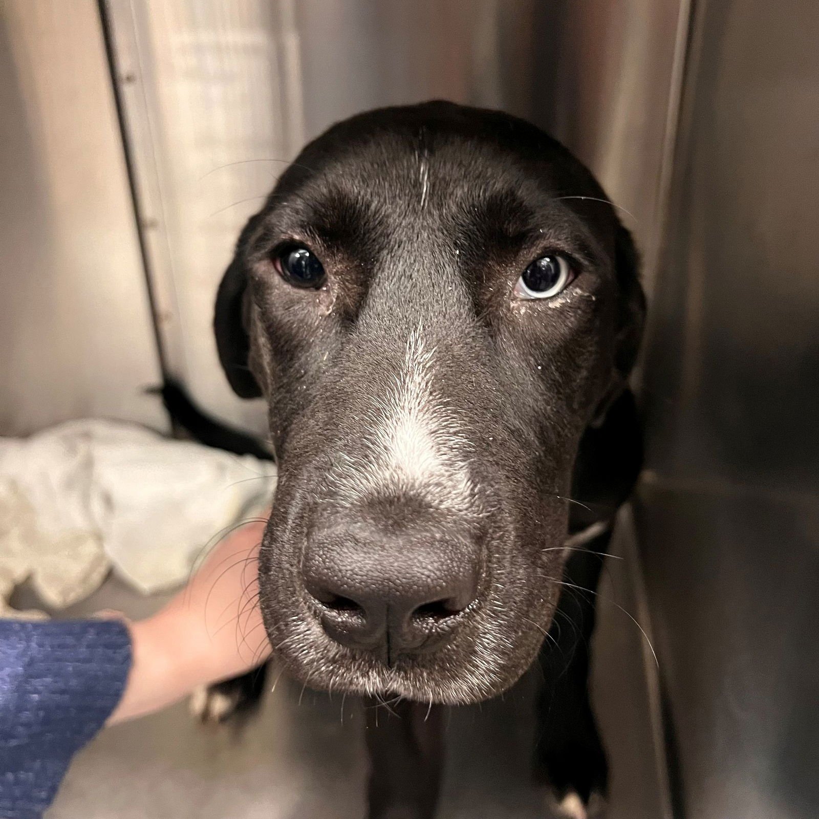 FLURRY - Unknown available for adoption