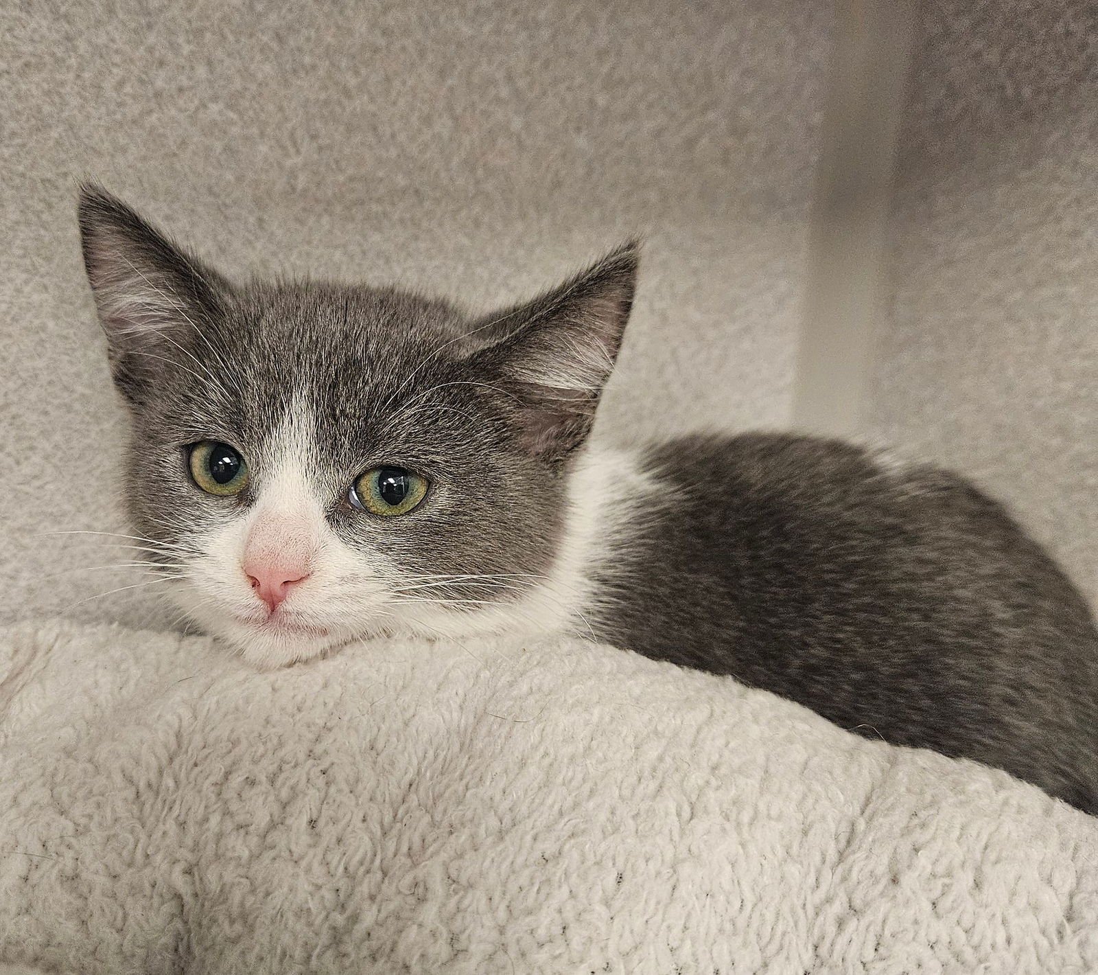 CONE - Unknown available for adoption