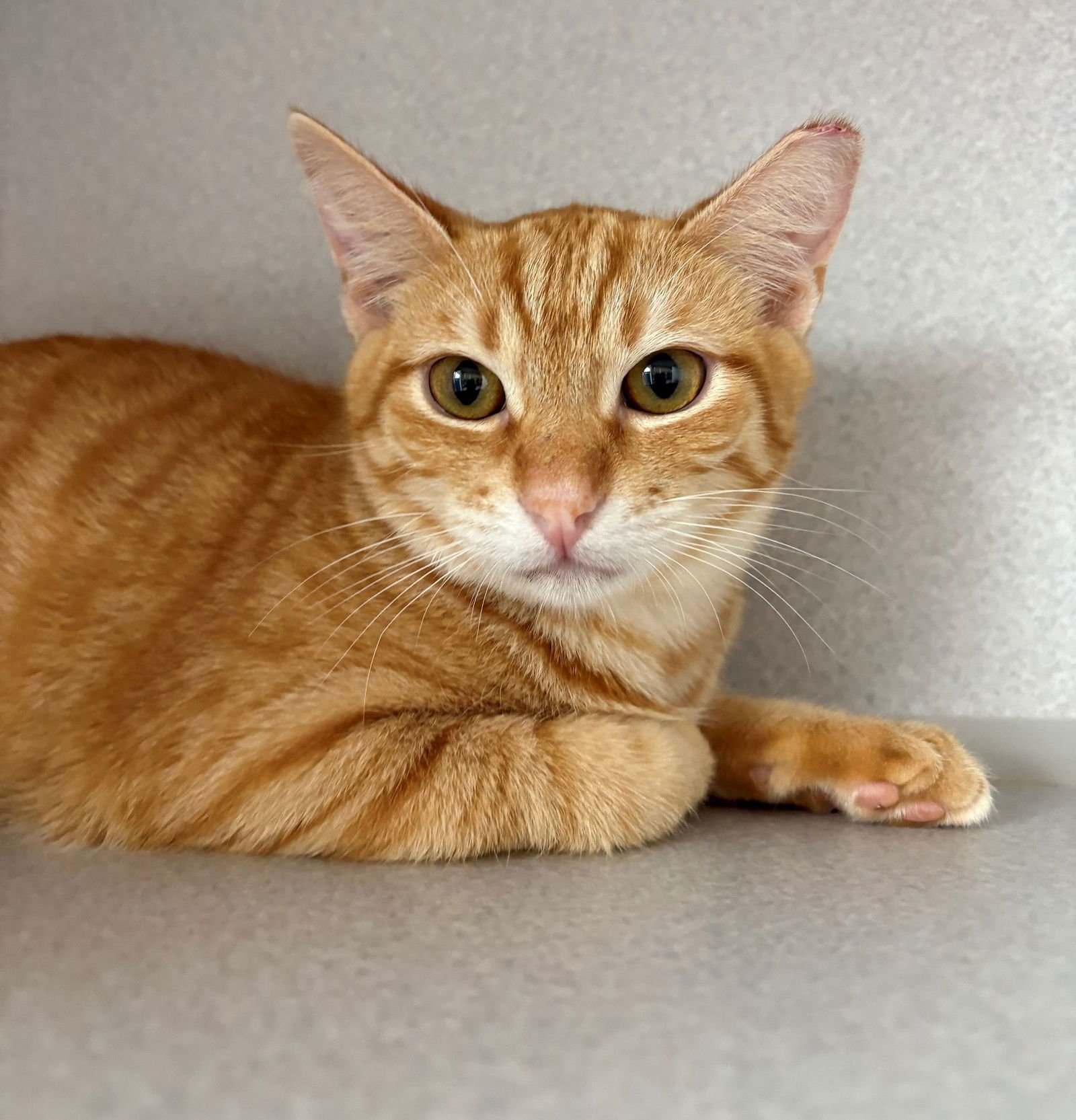 BUTTER - Unknown available for adoption