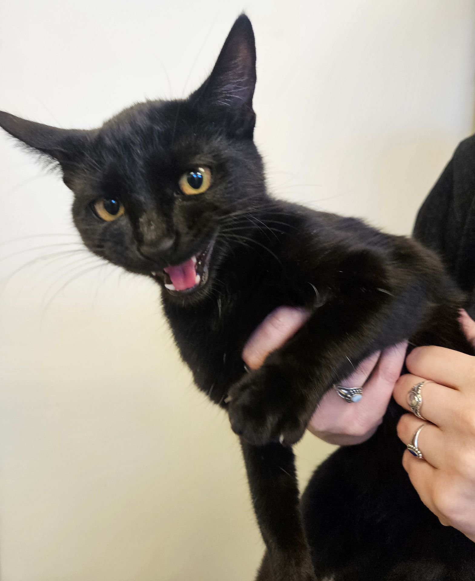 SABRINA - Unknown available for adoption