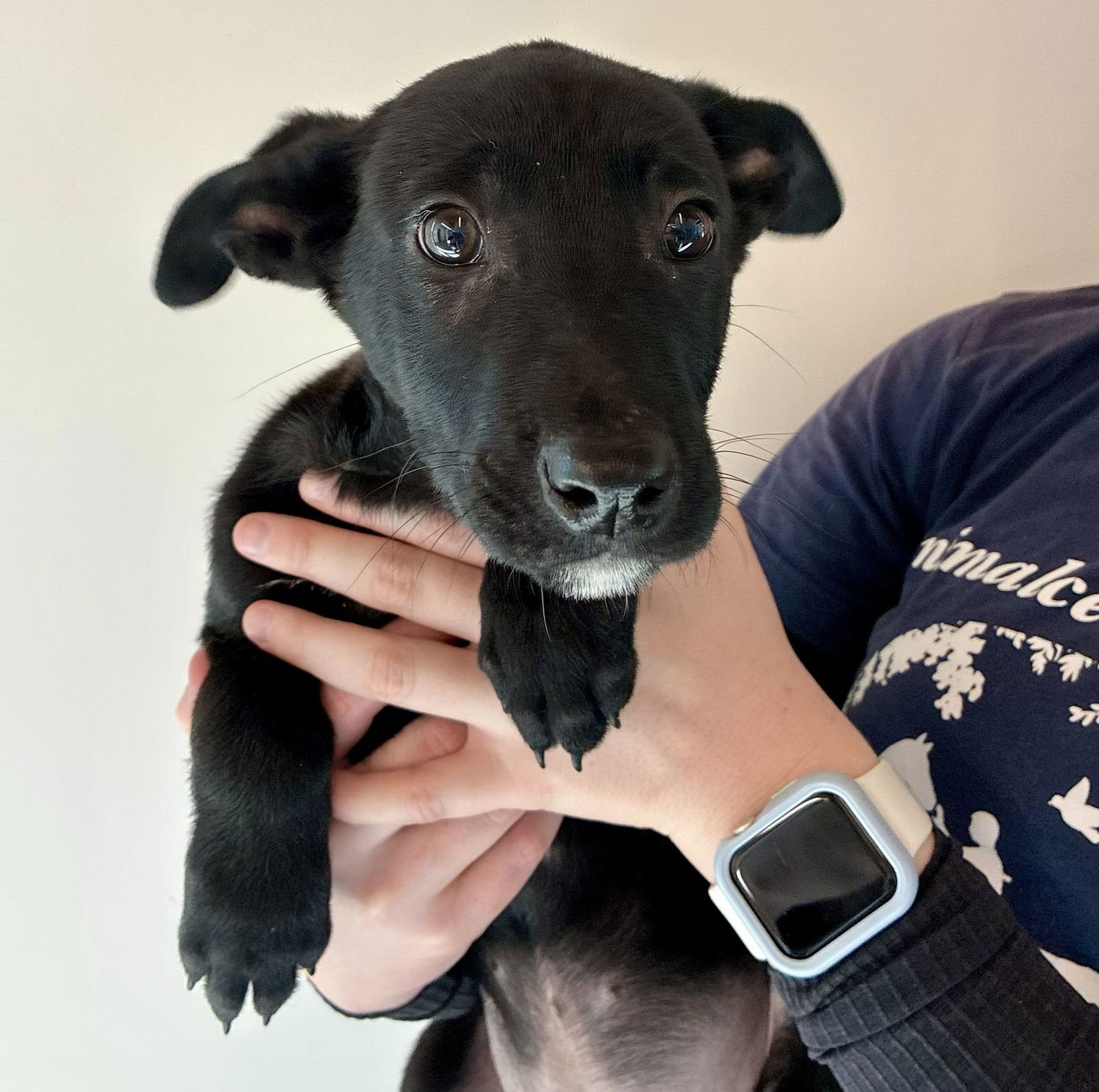 MAC N CHEESE - Unknown available for adoption