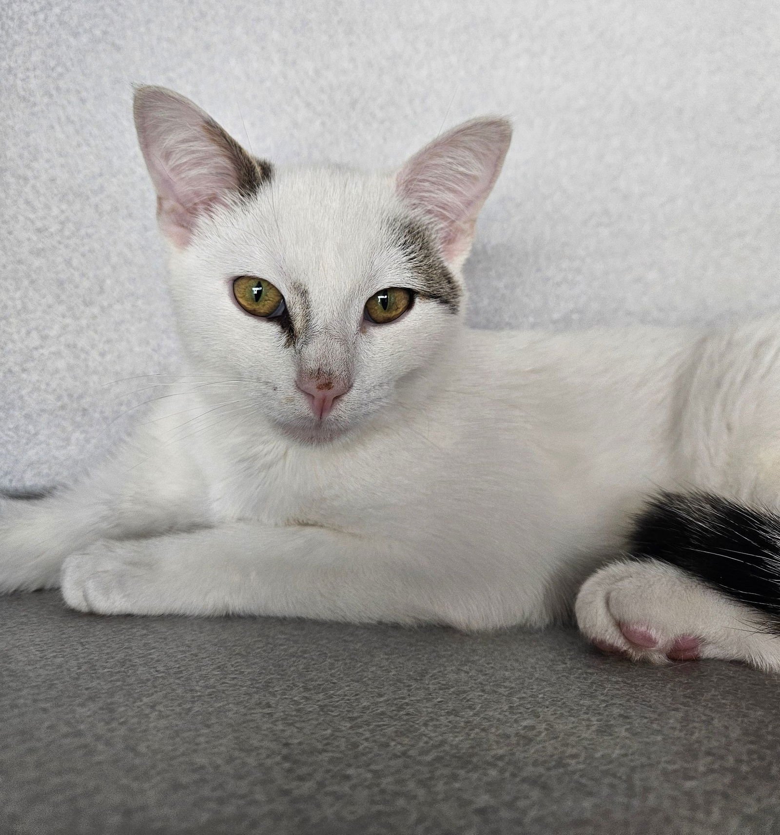 BEAR - Unknown available for adoption