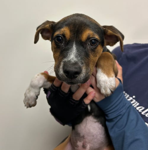 FARRAH - Unknown available for adoption