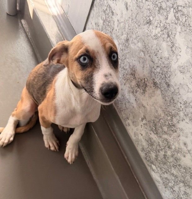 MUSHROOM - Unknown available for adoption