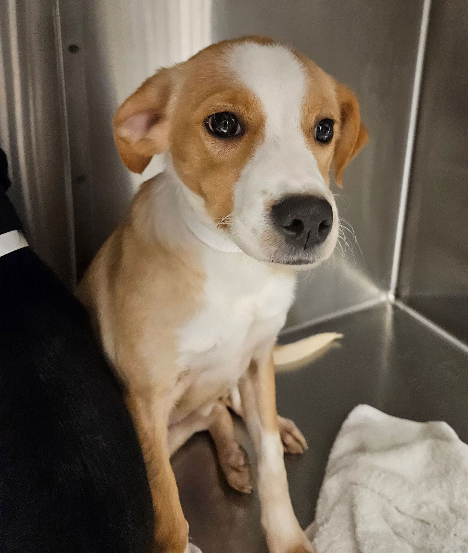 BISCOTTI - Unknown available for adoption