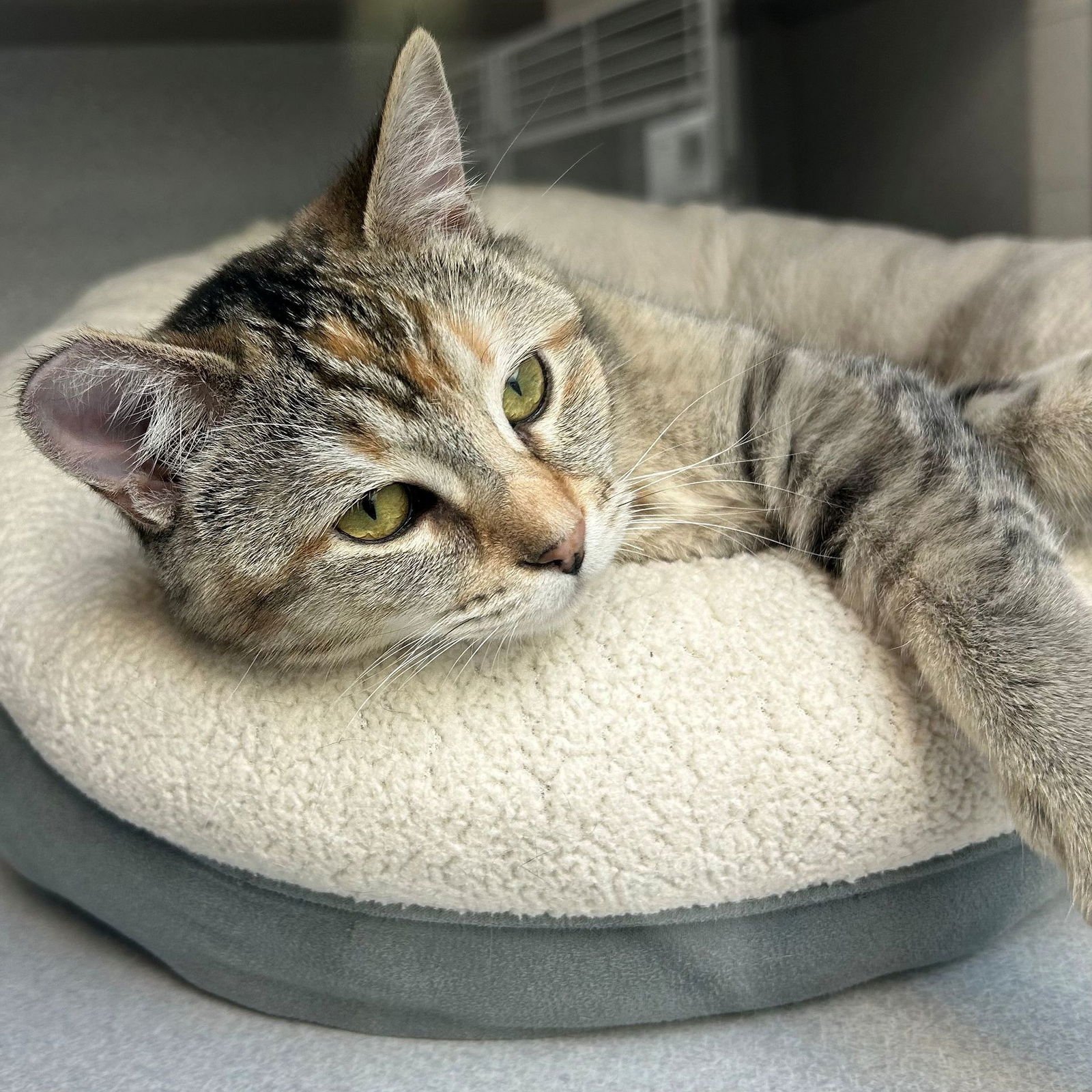 MINT - Unknown available for adoption